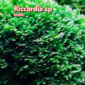 Riccardia sp moss